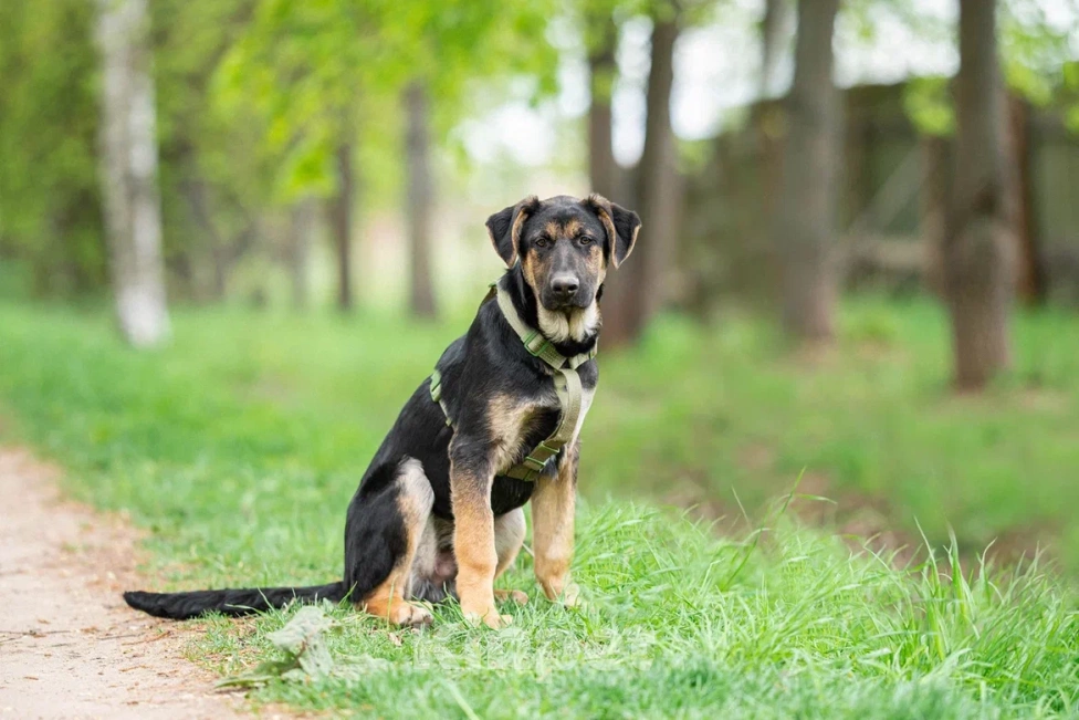 Собаки в Москве: Щенок в дар Мальчик, Бесплатно - фото 7