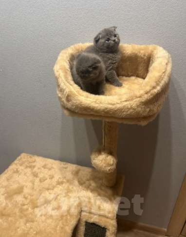 Кошки в Екатеринбурге: Котята Мальчик, 25 000 руб. - фото 6