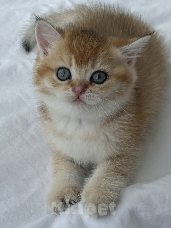 Кошки в Воронеже: Котенок британский  короткошестный Мальчик, 23 000 руб. - фото 2