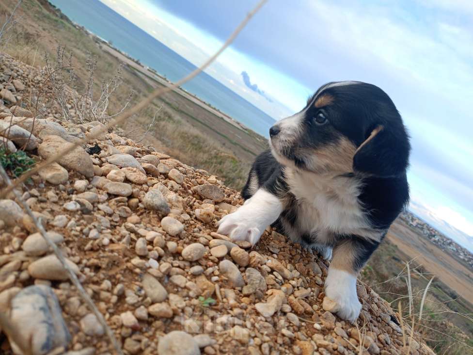 Собаки в Севастополе: В добрые ручки Девочка, Бесплатно - фото 7