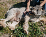 Собаки в Химках: Игривый пес Мальчик, Бесплатно - фото 6