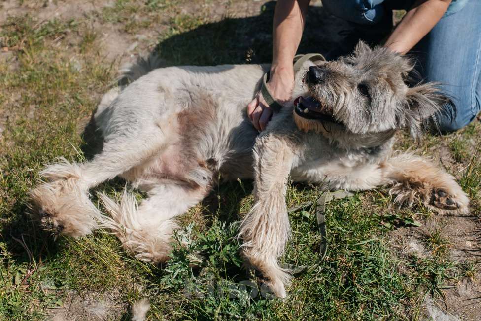 Собаки в Химках: Игривый пес Мальчик, Бесплатно - фото 6