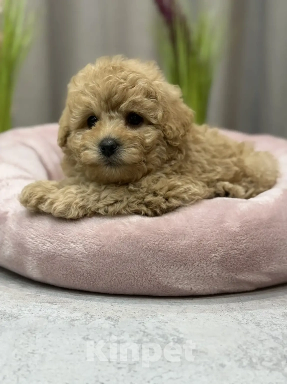 Собаки в Москве: Мальтипу - щенки  Мальчик, 170 000 руб. - фото 4