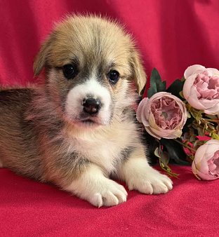 Объявление: НА АПРЕЛЬ ВЕЛЬШ КОРГИ ПЕМБРОК, 60 000 руб., Москва