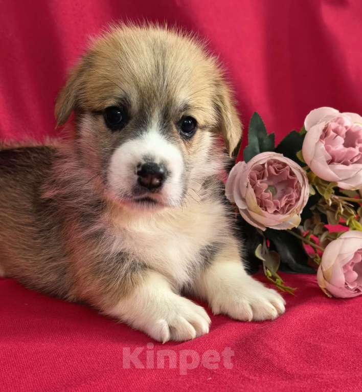 Собаки в Москве: НА АПРЕЛЬ ВЕЛЬШ КОРГИ ПЕМБРОК Мальчик, 60 000 руб. - фото 1