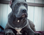 Собаки в Москве: Шикарный малыш итальянского кане-корсо Мальчик, 100 000 руб. - фото 1