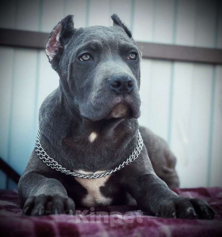 Собаки в Москве: Шикарный малыш итальянского кане-корсо Мальчик, 100 000 руб. - фото 1
