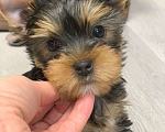 Собаки в Москве: Щенки йоркширского терьера  Мальчик, 30 000 руб. - фото 5