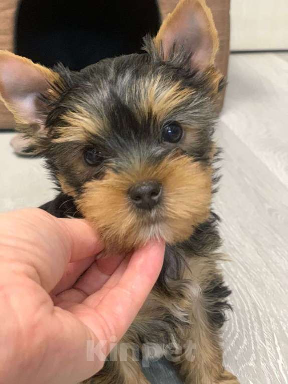 Собаки в Москве: Щенки йоркширского терьера  Мальчик, 30 000 руб. - фото 5