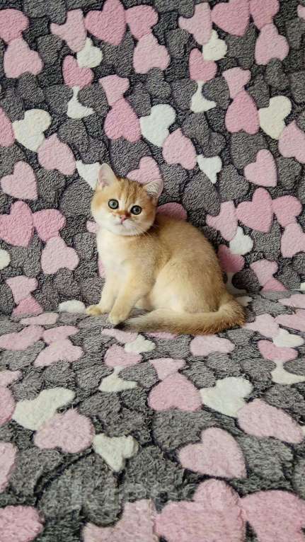 Кошки в Малмыже: Золотые британские котята., 25 000 руб. - фото 1