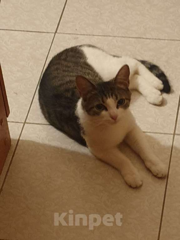 Кошки в Санкт-Петербурге: Милая кошечка ищет новый дом Девочка, Бесплатно - фото 2