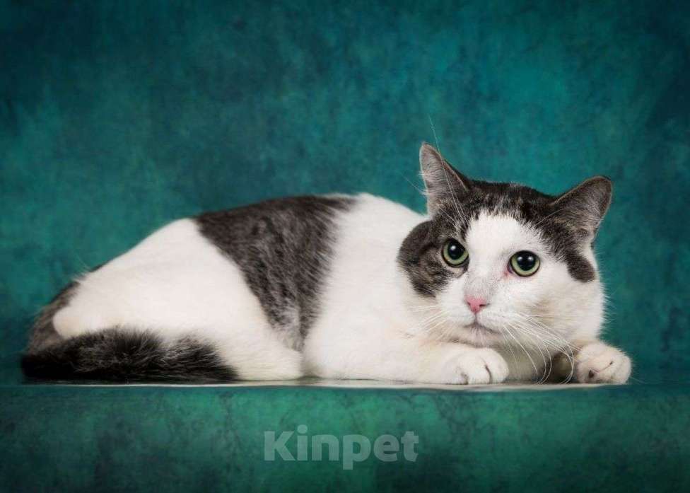 Кошки в Москве: Таких как Цезарь никто не выбирает Мальчик, Бесплатно - фото 3