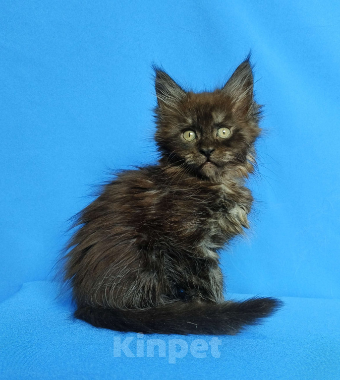 Кошки в Москве: Котёнок Мейн-Кун Мальчик Мальчик, 65 000 руб. - фото 6