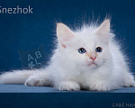 Кошки в Москве: Невский маскарадный мальчик Мальчик, Бесплатно - фото 2