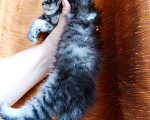 Кошки в Москве: Мейн кун девочка Девочка, 35 000 руб. - фото 8