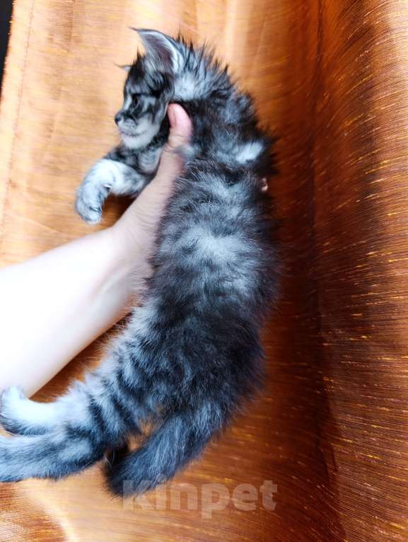 Кошки в Москве: Мейн кун девочка Девочка, 35 000 руб. - фото 8