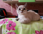 Кошки в Балашихе: Британские котята  Девочка, 10 000 руб. - фото 2