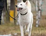 Собаки в Москве: Вайт: северный ветер в поисках дома и любви. Мальчик, Бесплатно - фото 1