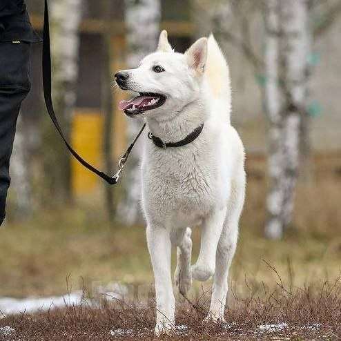 Собаки в Москве: Вайт: северный ветер в поисках дома и любви. Мальчик, Бесплатно - фото 1
