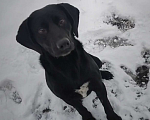 Собаки в Пензе: Потеряшка ищет хозяина Мальчик, 100 руб. - фото 3
