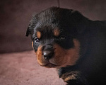 Собаки в Смоленске: Щенки ротвейлера Мальчик, 120 000 руб. - фото 5