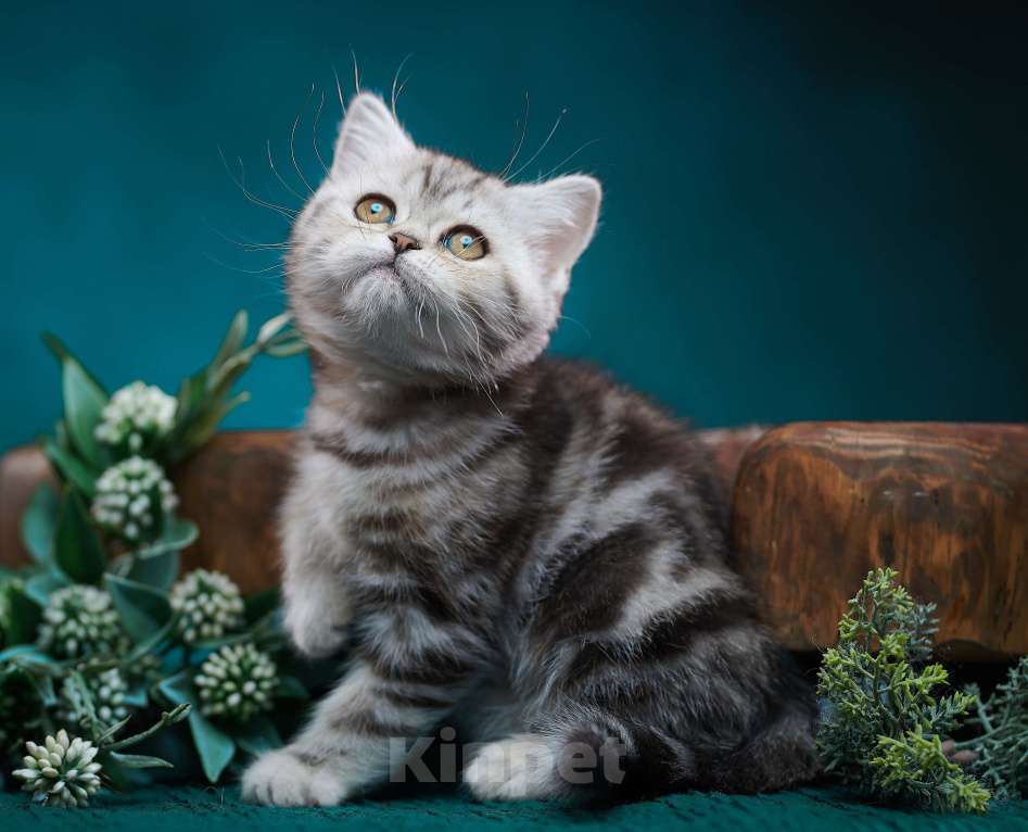 Кошки в Барнауле: Кошечка - страйт Тринити🧡 Девочка, Бесплатно - фото 3