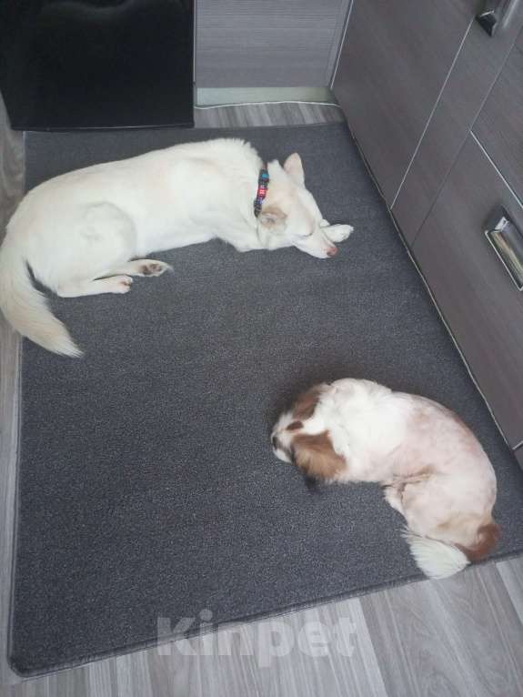 Собаки в Чите:   Собака в самые добрые ручки Мальчик, Бесплатно - фото 5