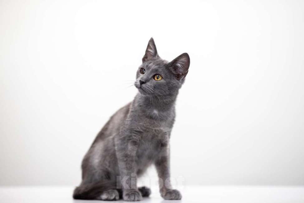 Кошки в Москве: Дым Дымыч Мальчик, Бесплатно - фото 3