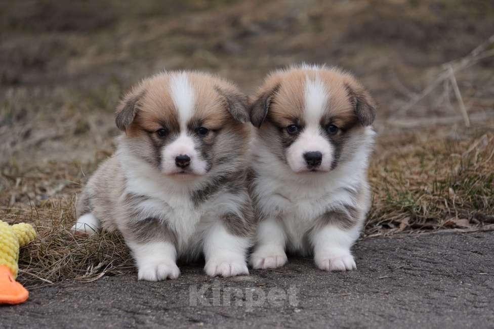 Собаки в Москве: Вельш Корги Пемброк Девочка, 50 000 руб. - фото 1