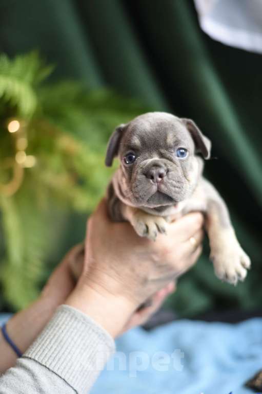 Собаки в Москве: щенки французского бульдога Девочка, 80 000 руб. - фото 3