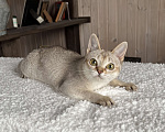 Кошки в Домодедово: Сингапура, Сингапурская кошка, котята , Москва Разнополые, Бесплатно - фото 1
