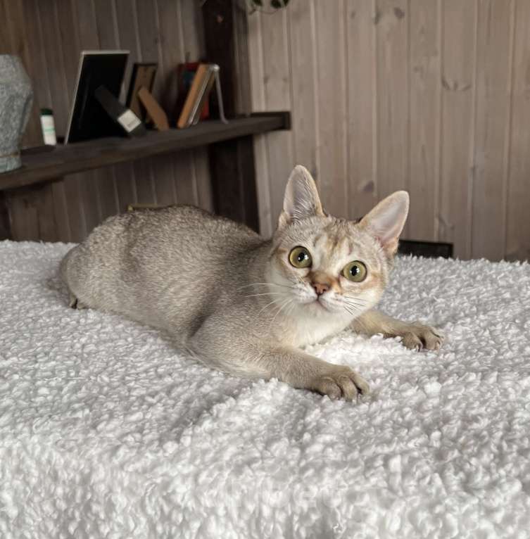 Кошки в Домодедово: Сингапура, Сингапурская кошка, котята , Москва Разнополые, Бесплатно - фото 1