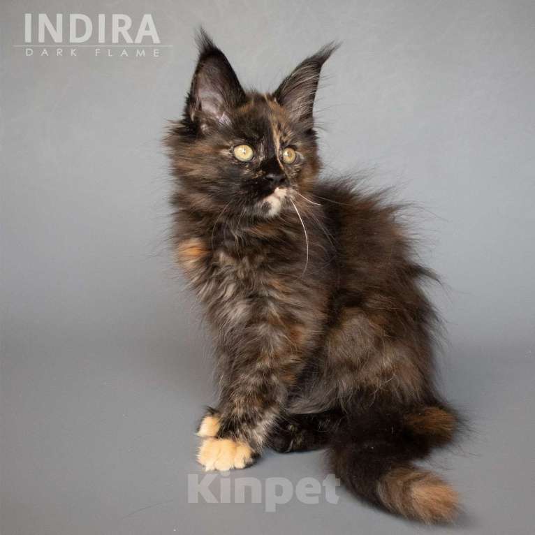 Кошки в других городах Воронежской области: Indira Drak Flame Девочка, 50 000 руб. - фото 5