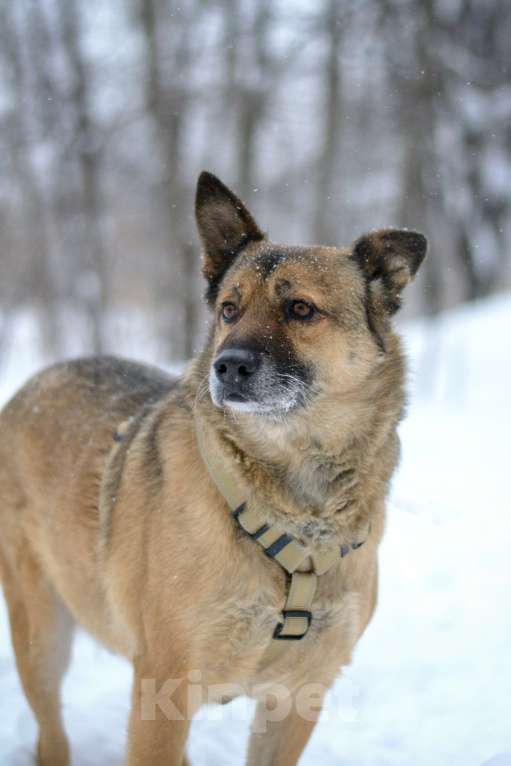 Собаки в Москве: Твист Мальчик, Бесплатно - фото 8