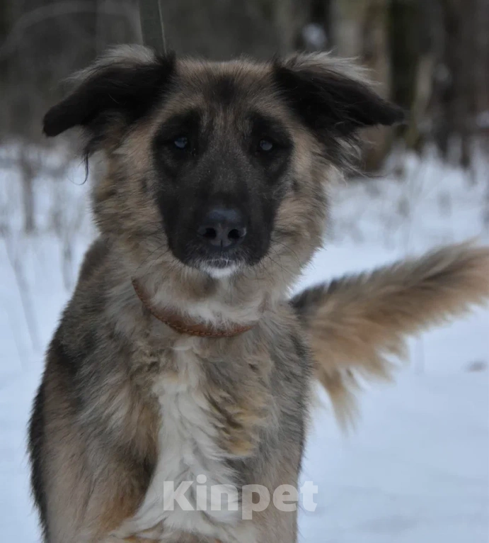 Собаки в Москве: Лиска в поисках любящей семьи  Девочка, Бесплатно - фото 9