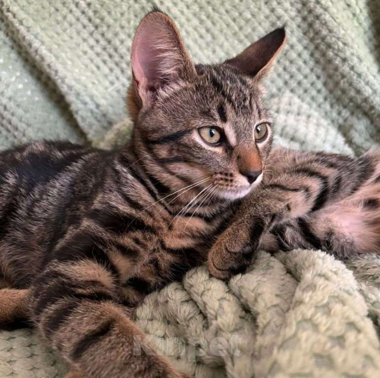 Кошки в Москве: Чип, заколдованный котенок. Несмотря на все старания, его в упор не замечают Мальчик, Бесплатно - фото 5