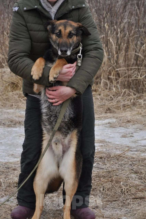 Собаки в Ногинске: Астор - небольшой пёсик ждет свою семью в приюте Мальчик, Бесплатно - фото 5