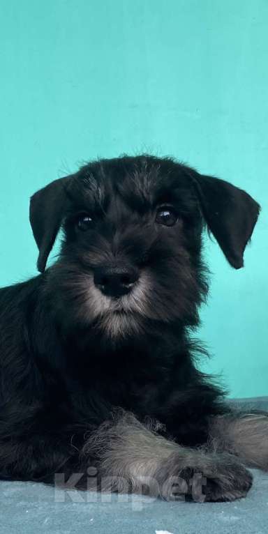 Собаки в Уфе: Щенки двергшнауцера Мальчик, Бесплатно - фото 1
