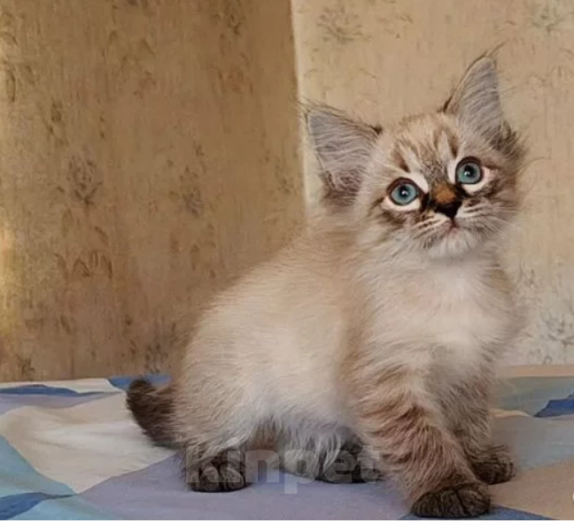 Кошки в Санкт-Петербурге: Невские маскарадные малыши Девочка, 20 000 руб. - фото 4