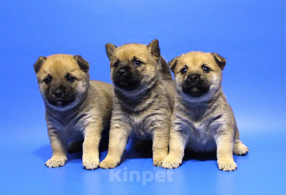 Собаки в Москве: Щенки Мальчик, Бесплатно - фото 4