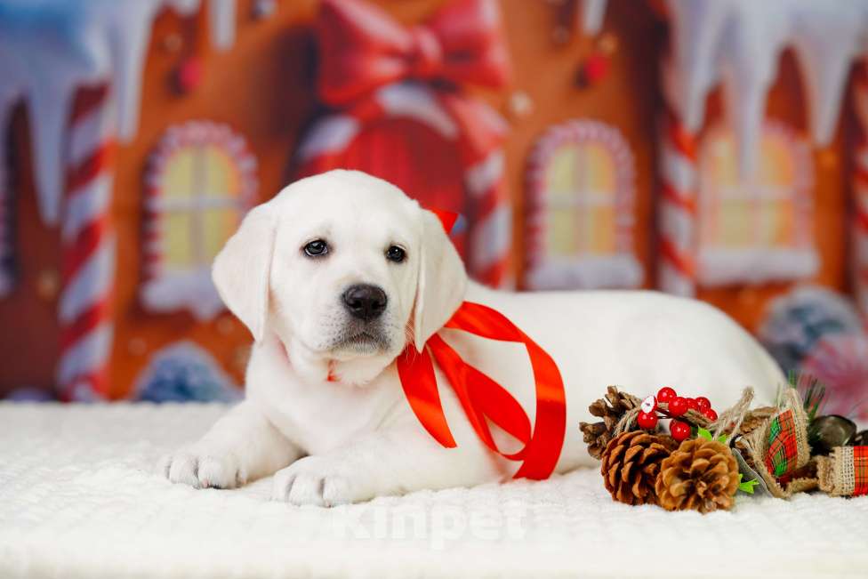 Собаки в Санкт-Петербурге: Щенки лабрадора Девочка, 70 000 руб. - фото 3