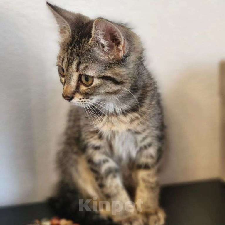 Кошки в Москве: Двухмесячная малютка Лакки Девочка, Бесплатно - фото 3