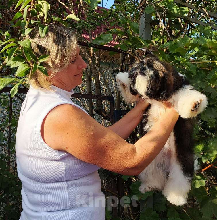 Собаки в других городах Краснодарского края: Малыш ши- тцу Мальчик, 50 000 руб. - фото 1
