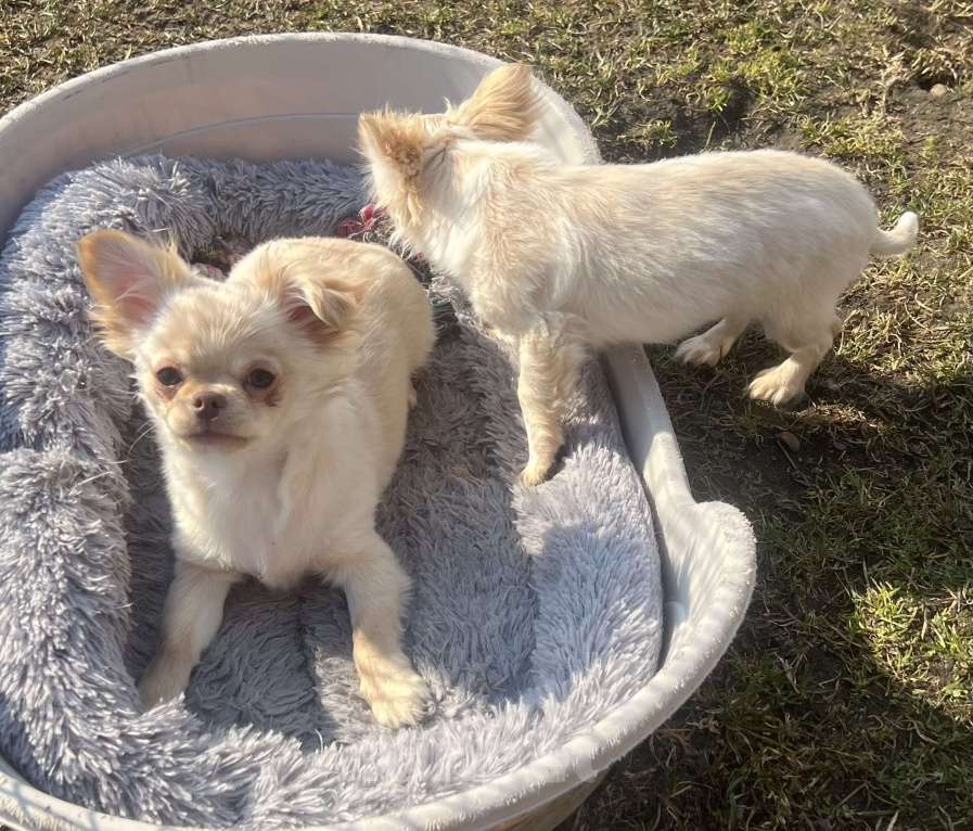 Собаки в Санкт-Петербурге: Щенки чихуахуа Девочка, 40 000 руб. - фото 7