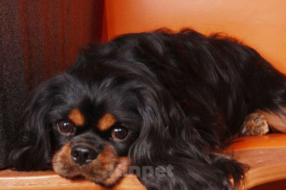 Собаки в Рязани: Мальчик подращенный Кавалер Кинг Чарльз Спаниель  Мальчик, 70 000 руб. - фото 5