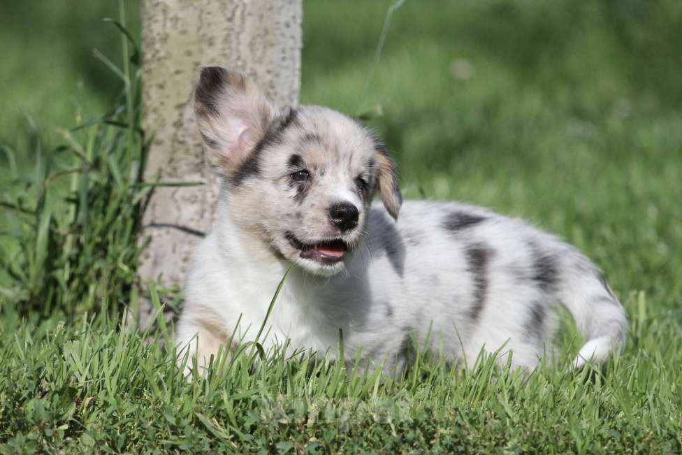 Собаки в Москве: Вельш корги кардиган-девочка Девочка, 80 000 руб. - фото 2
