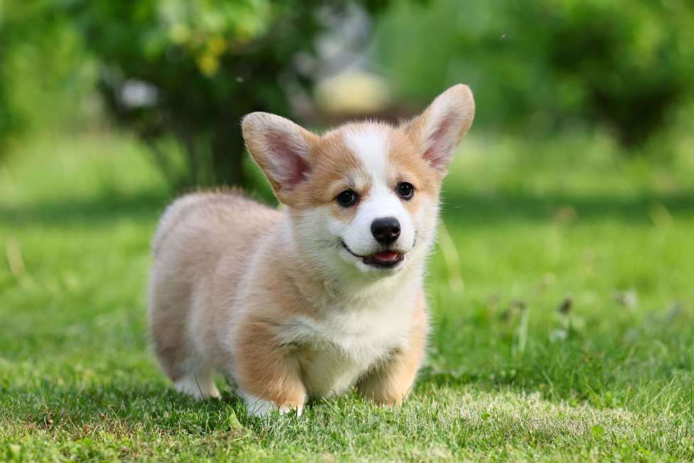 Собаки в Тюмени: Великолепный  щенок вельш корги пемброк  Мальчик, 70 000 руб. - фото 5