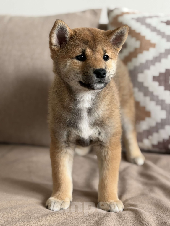 Собаки в Севастополе: Сиба-ину щенок девочка Девочка, 60 000 руб. - фото 2