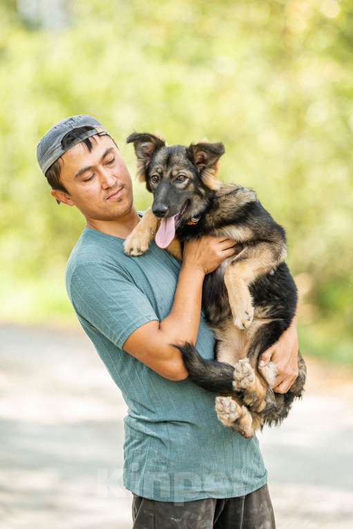 Собаки в Домодедово: Щенок Сима в добрые руки  Девочка, Бесплатно - фото 5