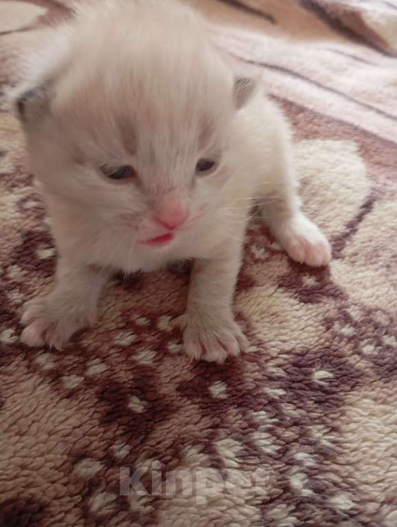 Кошки в Екатеринбурге: Невская маскарадная  Девочка, 15 000 руб. - фото 1